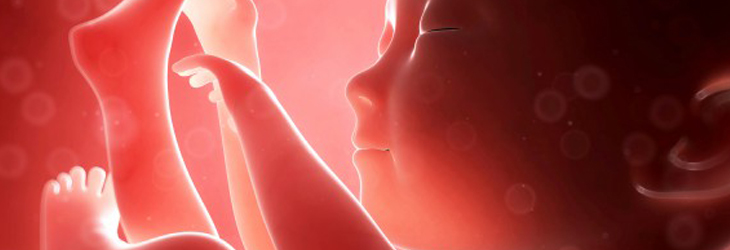 Frequência cardíaca normal do feto