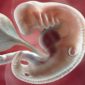 Gravidez de 6 semanas Gravidez de 6 semanas