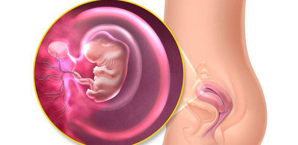 7 semanas de gestação