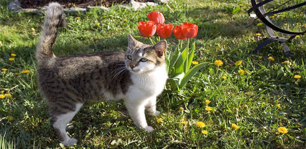 Dermatite atópica-1